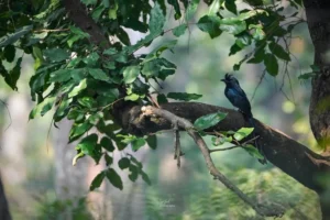 Nature lovers quietly birdwatching near a stream during a peaceful Netarhat tourism walk.