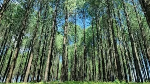 Netarhat Tourism's Magic. Peaceful pine forest trail near Mountail Eco Resort with morning sunlight and fog drifting between trees.